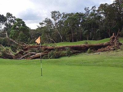 Sturmschaden Baum Golfplatz